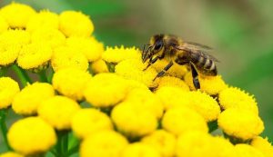 Interesting Facts About Bees